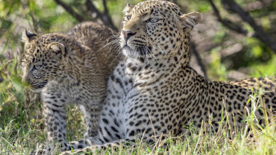 Grandes felinos, Season 1: Supervivientes de la sabana