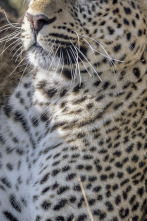Imagen de Grandes felinos: Supervivientes de la sabana - 1