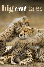 Imagen de Grandes felinos  - 1