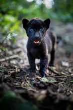 Imagen de (LSE) - Emma y el jaguar negro - 5