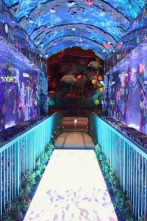 Imagen de Acuarios XXL (T6): Cambio de imagen para Bellagio - 2