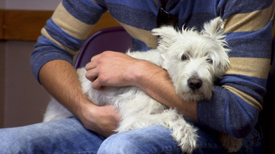 Imagen de Veterinario en... (T2): Amor y cariño - 2