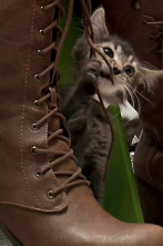 Imagen de El encantador de... (T10): Un gato feroz - 1