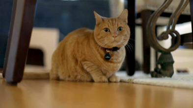 Imagen de El encantador de... (T10): Baby, el gato acosador - 2