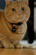 Imagen de El encantador de... (T10): Baby, el gato acosador - 1
