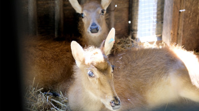 Imagen de El zoo del Bronx (T4): Los cervatillos se hacen amigos - 2