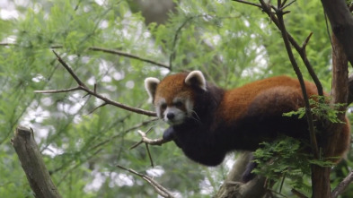 Imagen de El zoo del Bronx (T4): Un nuevo comienzo - 2