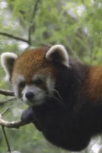 Imagen de El zoo del Bronx (T4): Un nuevo comienzo - 1