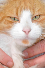 Imagen de El encantador de... (T4): Gatos ferales escoceses - 1