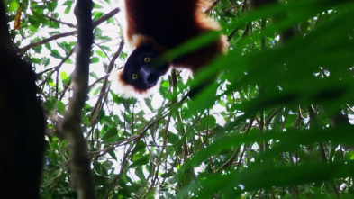 Imagen de Extinct Or Alive (T1): El pachylemur - 2