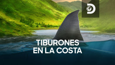 Imagen de Tiburones en la costa  - 2