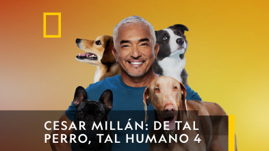 César Millán: De tal...: Labrador brutal