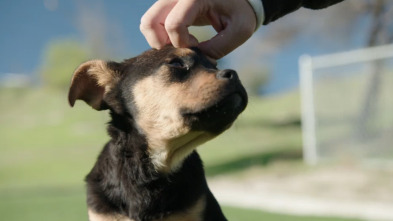 César Millán: De tal...: Emparejamiento canino