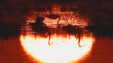 Imagen de La danza de los mundos - 4