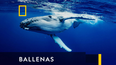 Ballenas 