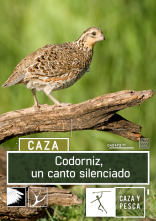 Imagen de Codorniz: un canto silenciado - 1