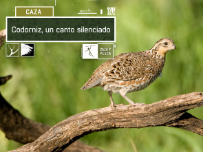 Imagen de Codorniz: un canto silenciado - 2