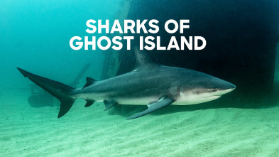 Imagen de Los tiburones de la isla fantasma - 2