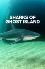 Imagen de Los tiburones de la isla fantasma - 1