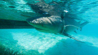 Shark Academy, Season 1: Tiburón Toro