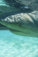 Imagen de Shark Academy (T1): Tiburón Toro - 1