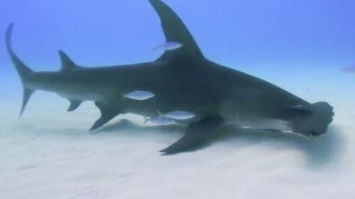 Imagen de Shark Academy (T1): Buceo con martillos gigantes - 2