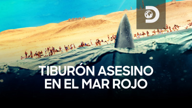 Tiburón asesino en el Mar Rojo