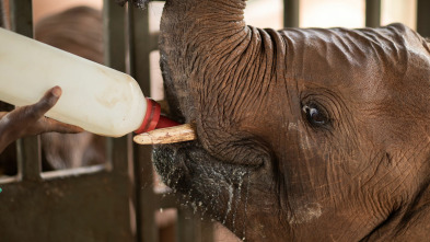 Imagen de Dodo Heroes: Rescate de una cría de elefante - 2