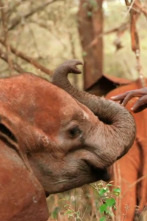 Imagen de Dodo Heroes: Rescate de una cría de elefante - 1