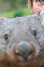 Imagen de Dodo Heroes: Una casa llena de wombats - 1