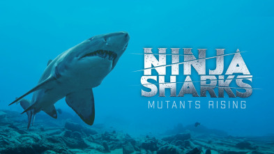 Imagen de Tiburones ninja 2 - 2