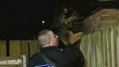 Imagen de Perros detectives (T1): Curva de aprendizaje - 2