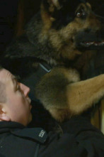 Imagen de Perros detectives (T1): Curva de aprendizaje - 1