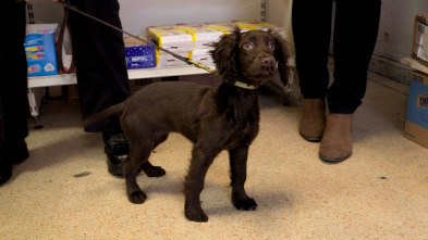 Imagen de Perros detectives (T1): Dar la talla - 2