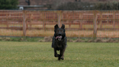 Imagen de Perros detectives: Hombro con hombro - 2