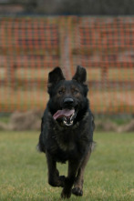 Imagen de Perros detectives: Hombro con hombro - 1