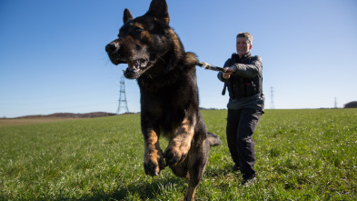 Perros detectives: Conociéndome, conociéndote