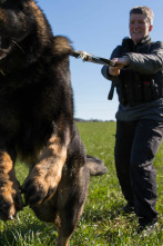 Perros detectives: Conociéndome, conociéndote