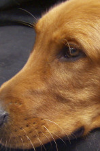 Imagen de Veterinario en... (T1): Perro con altitud - 1