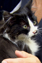 Imagen de Veterinario en... (T2): Nueve vidas - 1