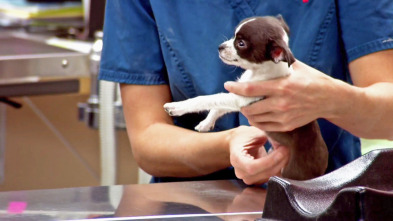 Imagen de Veterinario en... (T2): Cuidado con el gato - 2