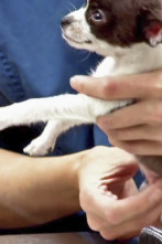 Imagen de Veterinario en... (T2): Cuidado con el gato - 1