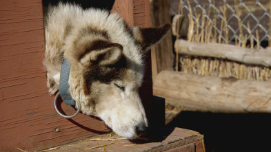 Imagen de Veterinario en... (T2): Suben las temperaturas - 2