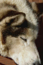 Imagen de Veterinario en... (T2): Suben las temperaturas - 1