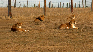 Veterinario en... (T2): La guarida del león