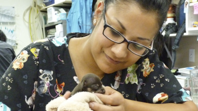 Imagen de Veterinario en... (T2): Un negocio arriesgado - 2