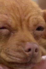 Imagen de Veterinario en... (T2): Segunda oportunidad - 1