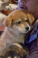 Imagen de Veterinario en... (T2): Viaje sioux - 1