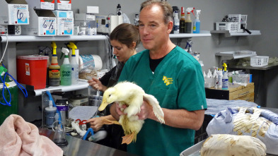 Imagen de Veterinario en... (T2): El Nuevo Mundo - 2