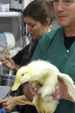 Imagen de Veterinario en... (T2): El Nuevo Mundo - 1
